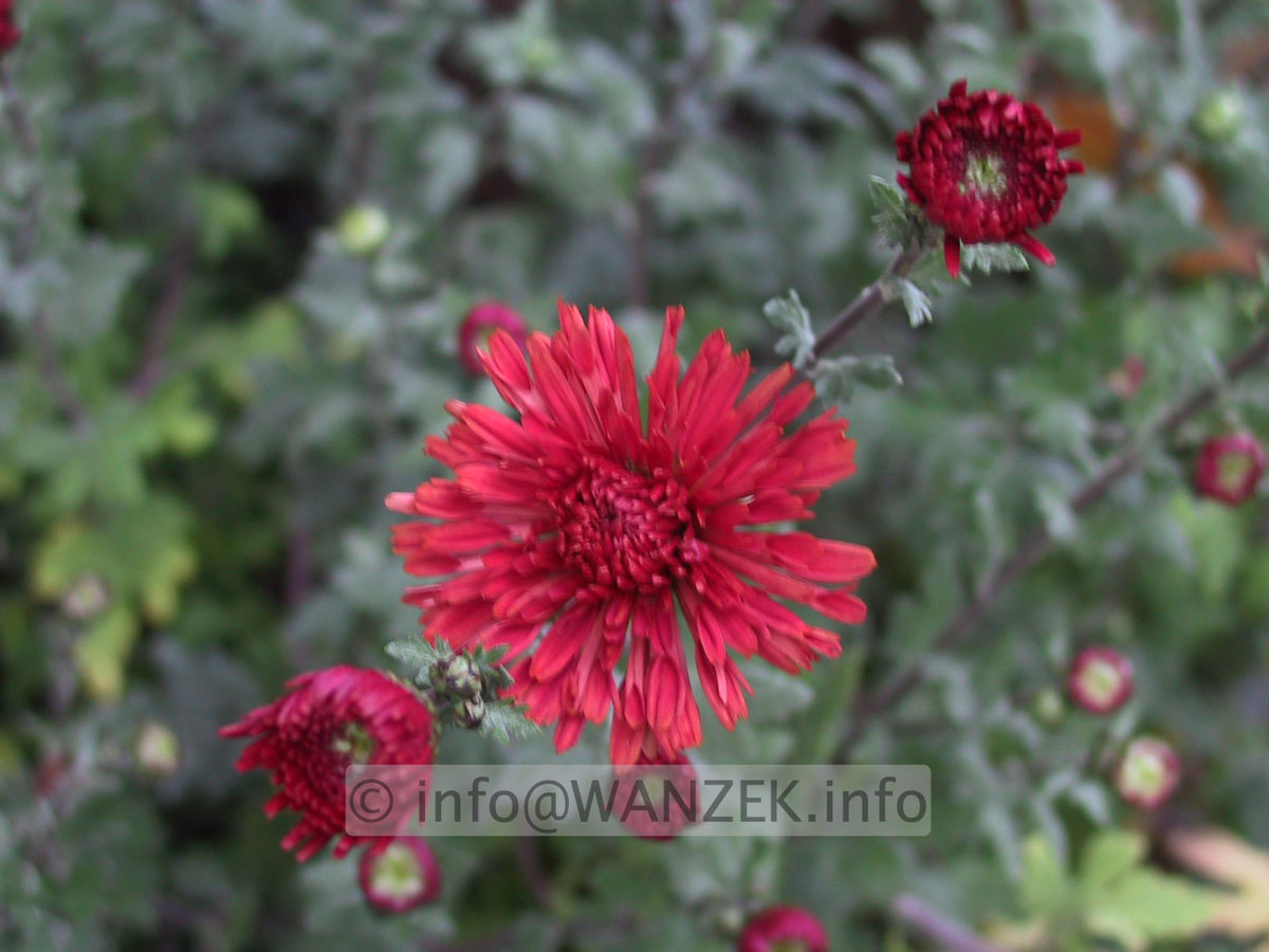 Chrysanthemum - rot.JPG